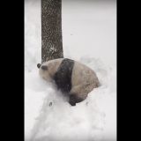 Il Panda se la spassa sulla neve