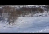 immagine cane che scia sulla neve