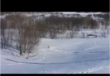 immagine cane che scia sulla neve