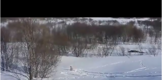 immagine cane che scia sulla neve