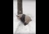 Vedere tanta neve fa sempre un certo effetto ed il panda se la spassa come tutti noi appassionati
