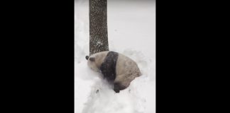 Vedere tanta neve fa sempre un certo effetto ed il panda se la spassa come tutti noi appassionati