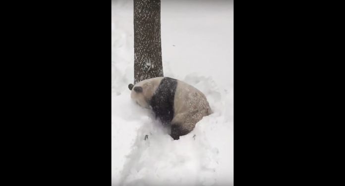 Vedere tanta neve fa sempre un certo effetto ed il panda se la spassa come tutti noi appassionati
