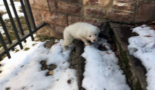 In foto il cucciolo abbandonato a Ussita