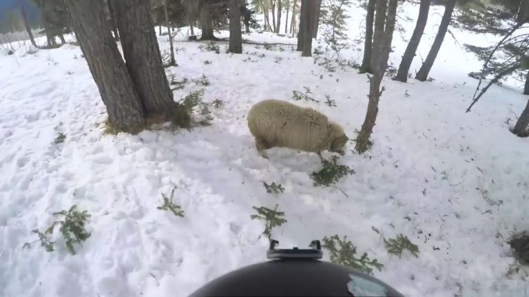 Non è uno scherzo, scontro frontale tra uno snowboarder ed una pecora – VIDEO