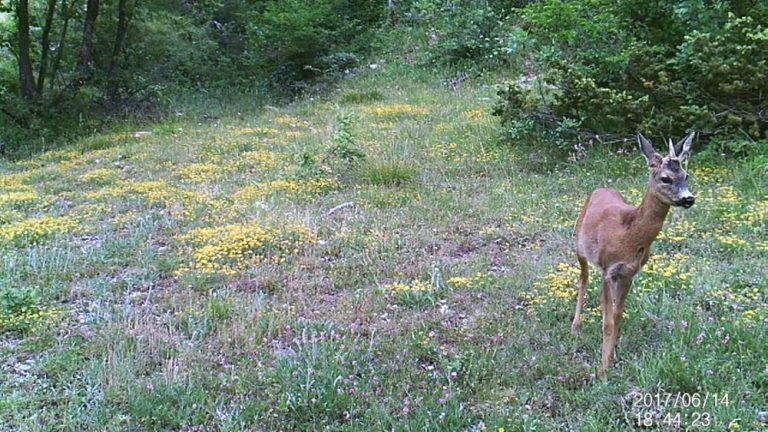 L’unicorno esiste davvero? Avvistato sui Monti Sibillini nelle Marche