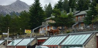 Cavalli sul tetto a Frontignano - Credits: Filippo Campanile