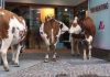 Mucche fanno shopping in un negozio di Madonna di Campiglio