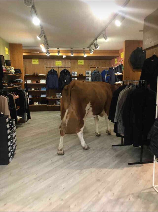Mucche fanno shopping in un negozio di Madonna di Campiglio