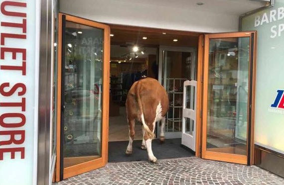 Mucche fanno shopping in un negozio di Madonna di Campiglio