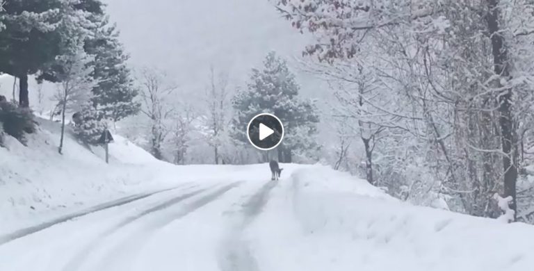 Il VIDEO dell’incontro magico da fiaba a Villetta Barrea, gruppo di cervi passeggia tra la neve delle montagne abruzzesi