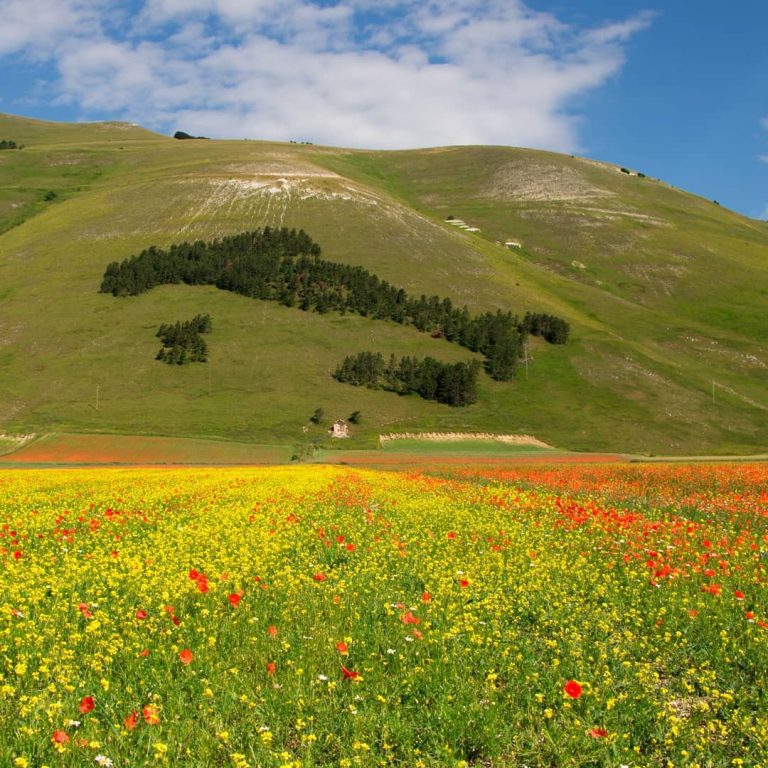 Castelluccio di Norcia, il bosco di conifere a forma d’Italia quando e perchè venne creato