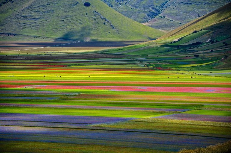 Fioritura di Castelluccio di Norcia - Credits instagram: @antoncino