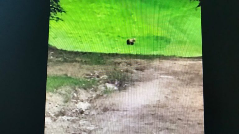 Orso passeggia in centro a Roccaraso, il video girato da un cittadino