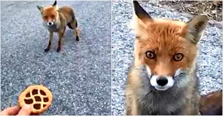 Monti Sibillini, video dell’incontro con la volpe golosa della crostatina