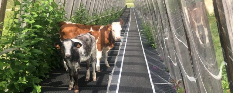 Val Carisole, le mucche invadono gli impianti in attesa dei nuovi gestori
