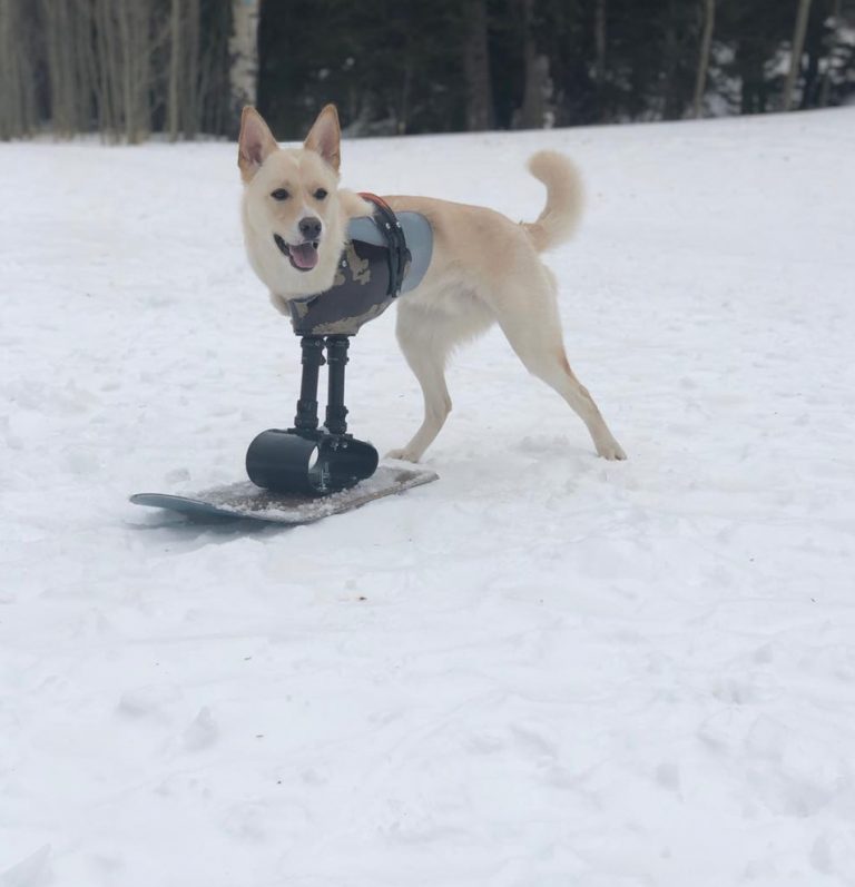 Il cagnolino che ha commosso il web, ora potrà divertirsi sulla neve grazie alla protesi a forma di snowboard
