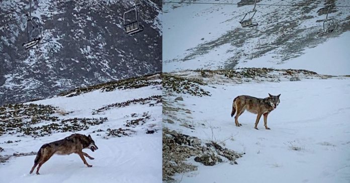 Lupi sulle piste da sci di Ovindoli - Monte Magnola