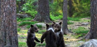 Cuccioli di orso che fanno il girotondo le foto scattate da Valtteri Mulkahainen