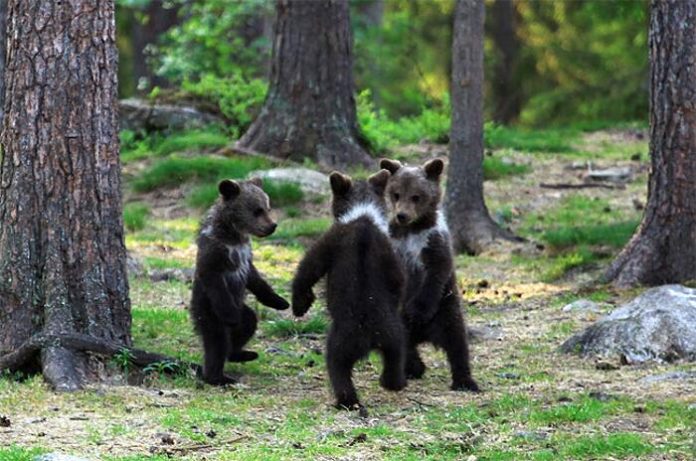 Cuccioli di orso che fanno il girotondo le foto scattate da Valtteri Mulkahainen