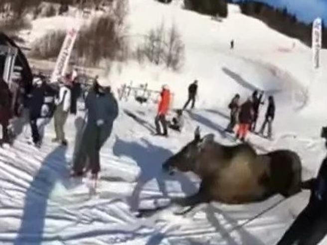Are, alce invade la pista Jämtland e spaventa gli sciatori