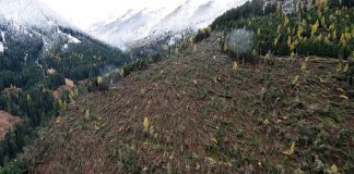 Alto Adige, sistemato 80% dei boschi colpiti dalla tempesta Vaia