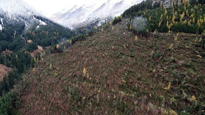 Alto Adige, sistemato 80% dei boschi colpiti dalla tempesta Vaia