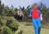 Trentino, orso sbuca da un cespuglio dietro ad un bambino che si salva grazie alla sua calma