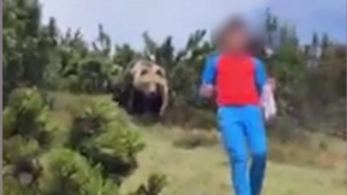 Trentino, orso sbuca da un cespuglio dietro ad un bambino che si salva grazie alla sua calma