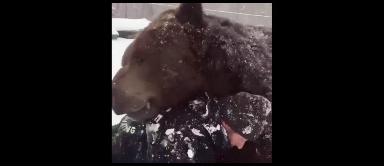 Anche l’orso ha bisogno di coccole e vuole un abbraccio dal suo amico