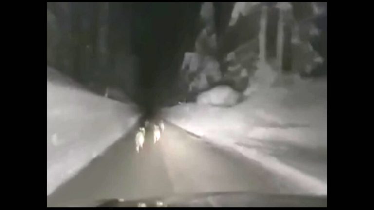 Video dell’inseguimento crudele di 4 lupi con l’auto le immagini vergognose al vaglio delle forze dell’ordine