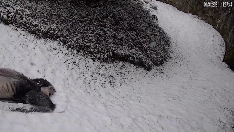 Video dei Panda che si divertono sulla neve al Smithsonian’s National zoo di Washington