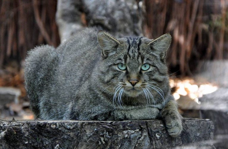 Monti Sibillini, il gatto selvatico europeo Felis Silvestris Silvestris