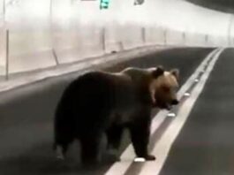 Orso in galleria tra Umbria e Marche a Forca Canapine sui Monti Sibillini ed è panico tra gli automobilisti