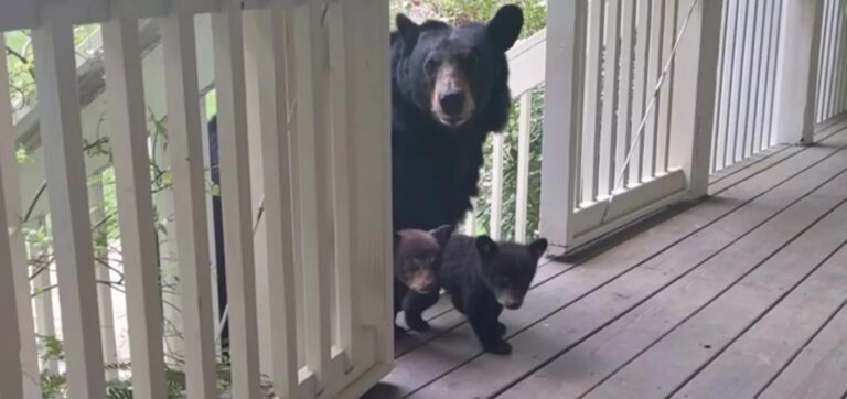 Mamma orsa presenta i suoi cuccioli all’uomo che l’aveva aiutata anni prima – VIDEO