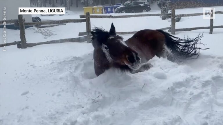 Liguria, arriva la neve il cavallo gioca e si rotola – VIDEO