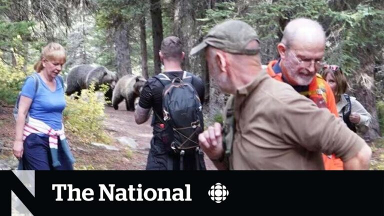 Canada, due orsi inseguono un gruppo di escursionisti per ben venti minuti – VIDEO