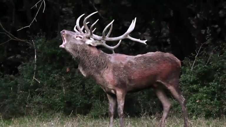 Il bramito da inizio alla stagione degli amori dei Cervi, informazioni sul comportamento da tenere nel parco – VIDEO