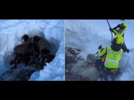 Ponte di Legno, tre pecore bloccate tra la neve del canalone salvate con l’aiuto di un elicottero ed uno scialpinista – VIDEO