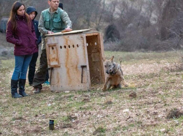 La lupa Sibilla curata e liberata nel Parco nazionale dei Sibillini con radiocollare