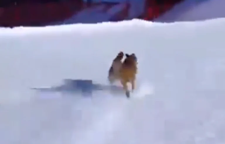 Trentino, sciatore insegue lupo sulle piste sci di Pampeago e lo fa scontrare contro le reti protettive – VIDEO