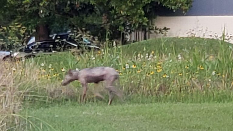Il Chupacabra è presente anche in Appennino. Leggenda o realtà?