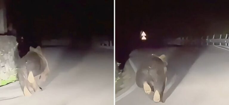 Gruppo di ragazzi inseguono un orso incontrato per strada spaventandolo anche con gli abbaglianti della macchina – VIDEO