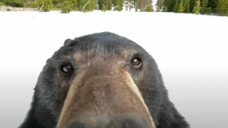 Stati Uniti, un orso curioso accende una GoPro smarrita e si filma – video