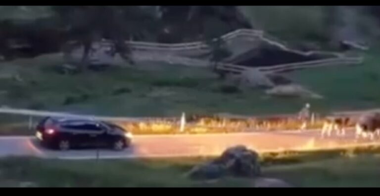 Trentino: bloccato dalle vacche un uomo le sposta a calci per proseguire – VIDEO
