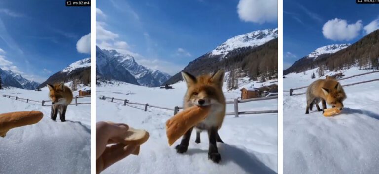 Filmano una volpe attirandola con pane: il Parco mette in guardia, “Il cibo rende i selvatici troppo confidenti”