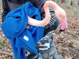 Tragedia sul Monte Catria, maltempo uccide stormo di fenicotteri solo due superstiti