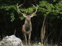 Vent’anni fa la reintroduzione dei cervi nel Parco Nazionale dei Monti Sibillini – VIDEO
