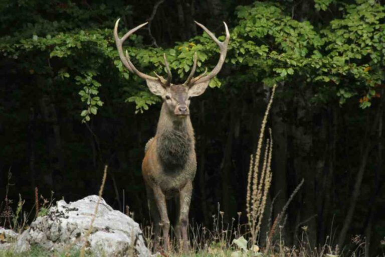 Vent’anni fa la reintroduzione dei cervi nel Parco Nazionale dei Monti Sibillini – VIDEO
