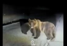Mamma orsa difende il suo cucciolo: si lancia contro l’auto che li inseguiva – VIDEO